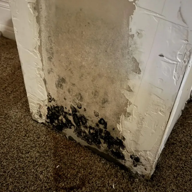 Professional Mold Removal in Rhodhiss, NC